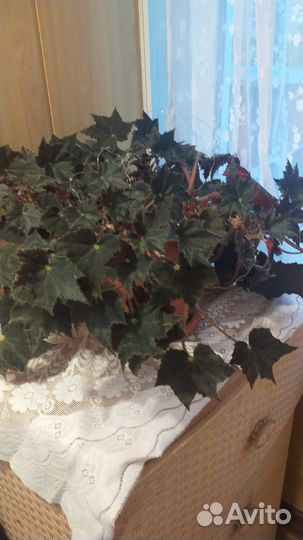 Комнатные растения