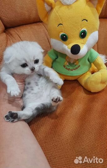 Вислоухое пушистое счастье