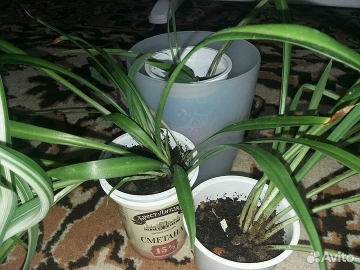 Хлорофитум