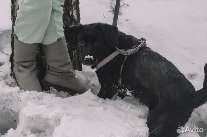 Собака в добрые руки
