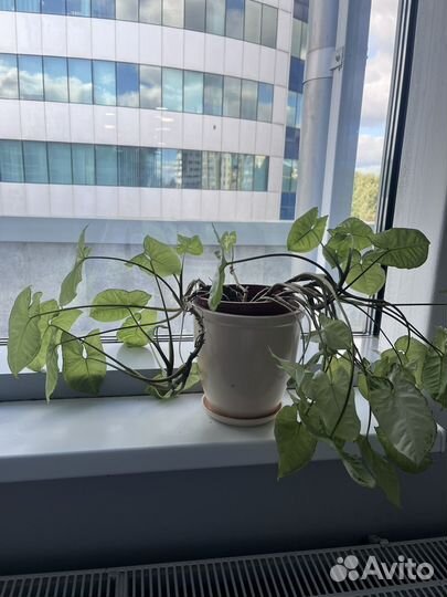 Домашнее растение сингониум