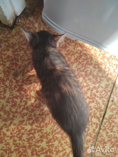 Кошка в дар