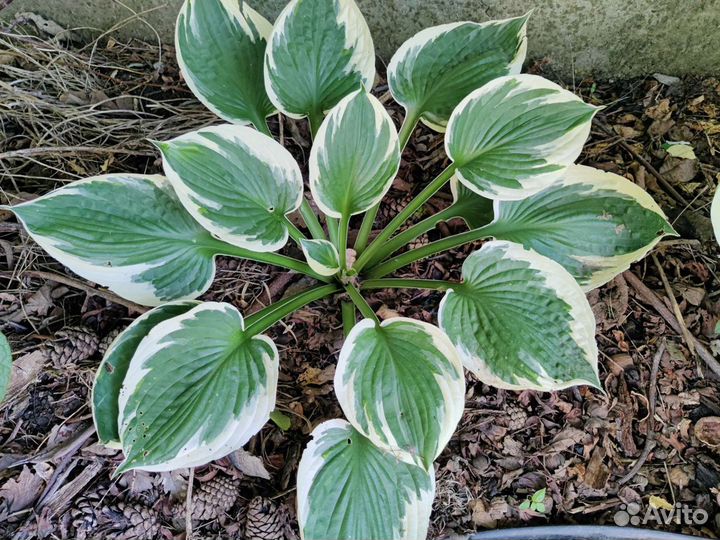 Книпхофия,флоксы,хоста,лилии,гортензии,астильба