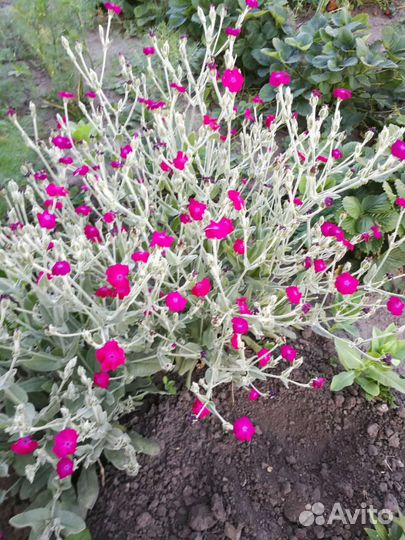 Лихнис (гвоздика)