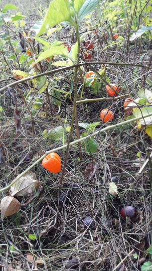 Дача 16 м² на участке 4 сот.