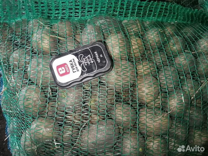 Картофель продовольственный