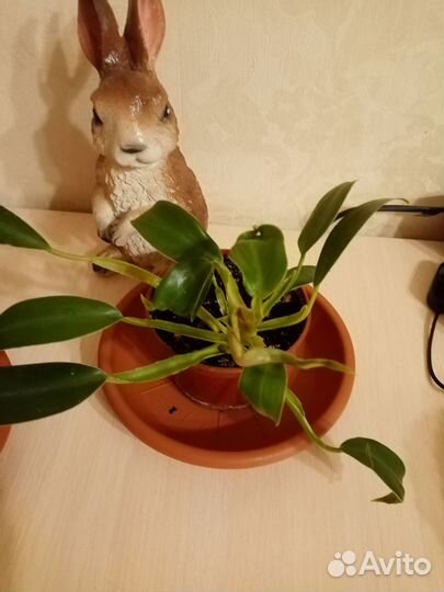 Филодендрон, седум, рафидофора