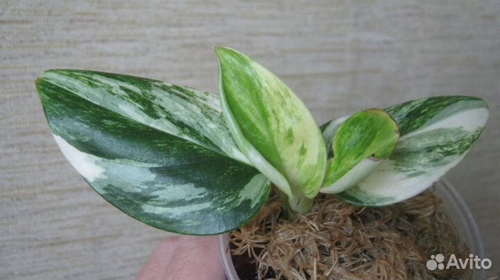 Филодендрон Кобра и Парадисо Верди