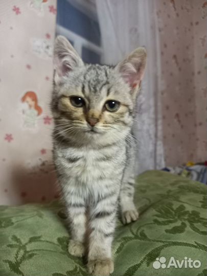 Котята