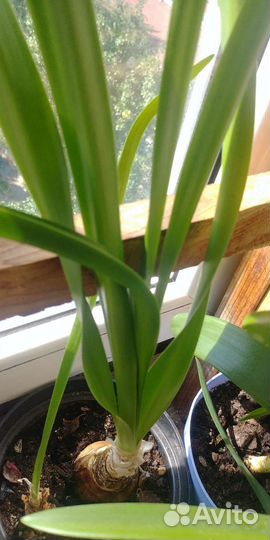 Аспарагус, амарине, габрантус, валлота, зефирантес