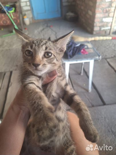 Отдам котят в хорошие руки