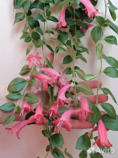 Эсхинантус Жар птица и др