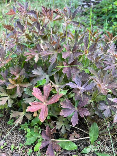 Герань садовая