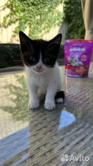 Котята в добрые руки бесплатно