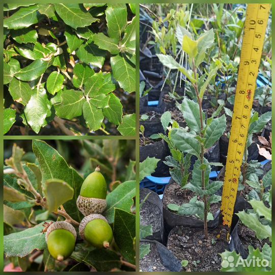 Дуб каменный