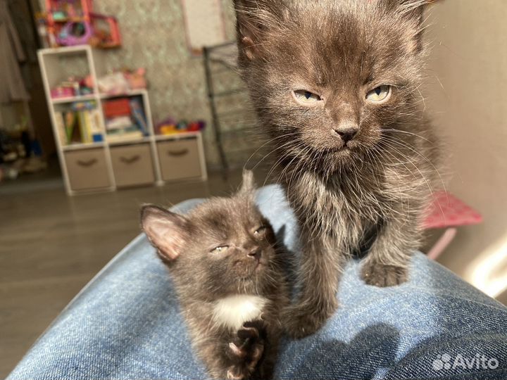 Котята бесплатно