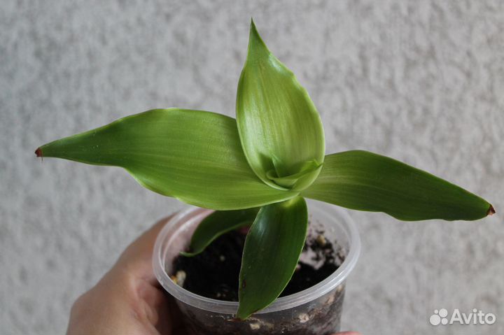 Золотой ус (Каллизия душистая)