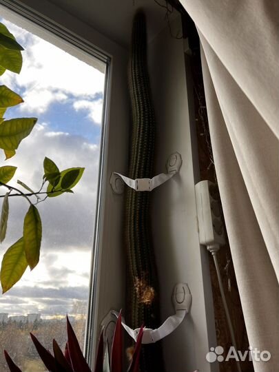 Большой кактус бесплатно