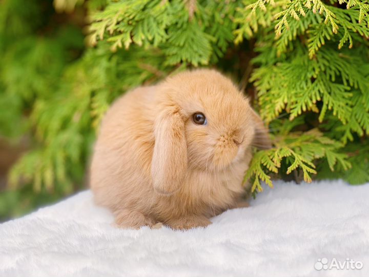 Карликовые кролики, клетки