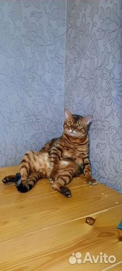 Бенгальский кот вязка