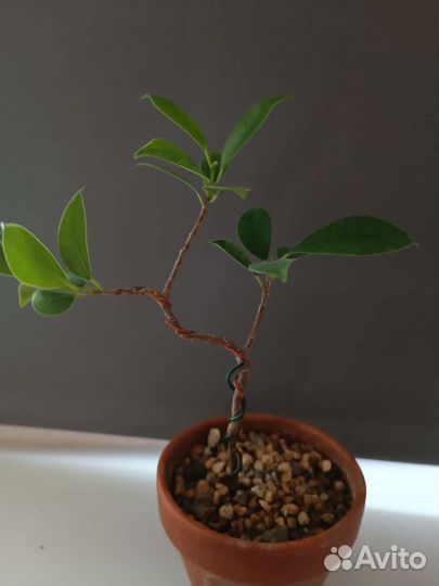 Фикус гинсенг