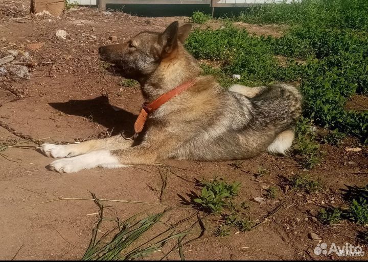 Отдам чистопородную лайку