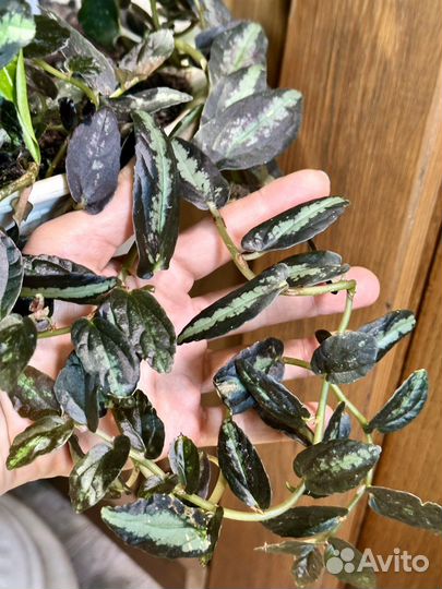 Пеллиония Даво