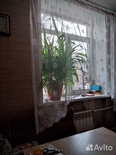 Панданус Вейча, винтовая пальма