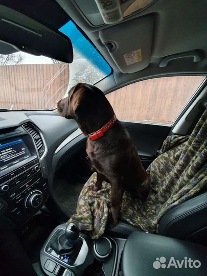 Ошейник для собак