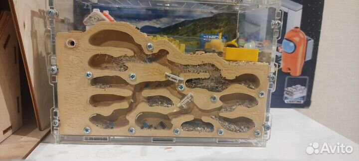 Муравьиная ферма