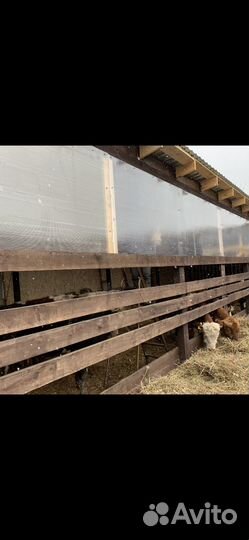 Сельское хозяйство