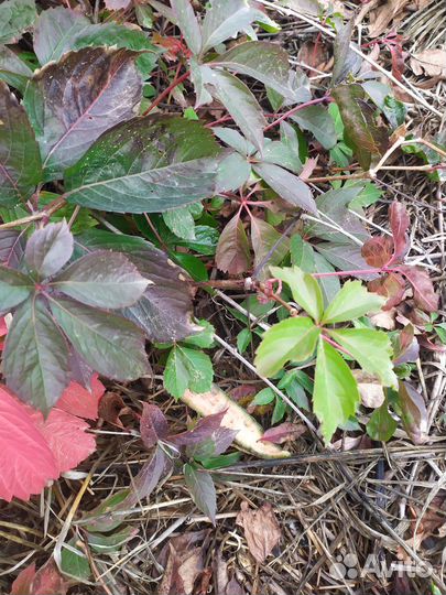 Лианы, кампсис, виноград девичий