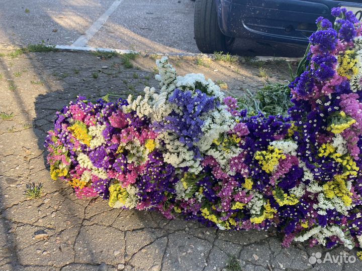 Статица сухоцвет