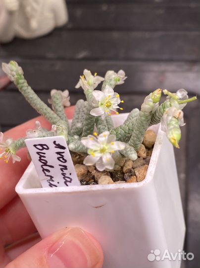 Авония семена, суккуленты