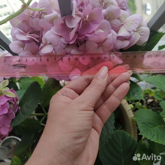 Гортензия крупнолистная Бесконечное лето Оридж