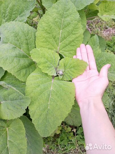 Шалфей семена