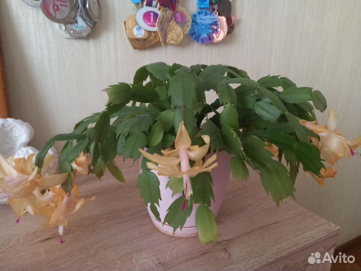 Цветок декабрист