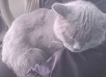 Британская гладкошёрстная серая кошка