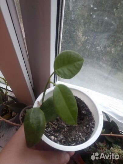 Хойи. Линеарес, Карноза, Ариадна Компакта