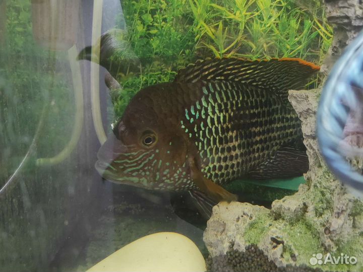 Продам аквариум со всем содержимым