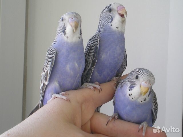 Волнистые попугаи Калининский