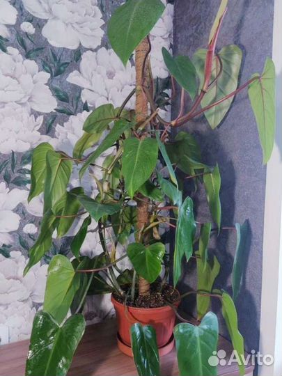 Филодендрон