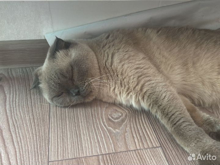 Кошка в дар