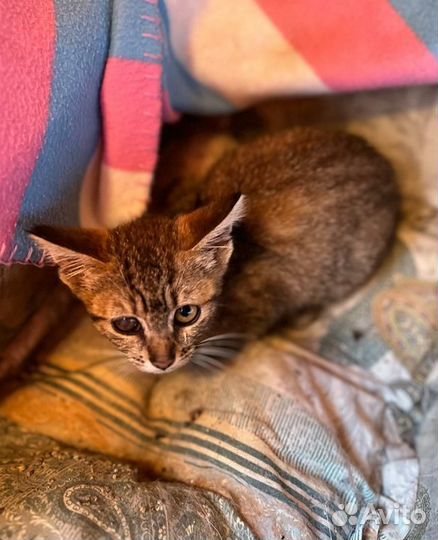 Тигровая малышка Котёнок Девочка 2,5мес