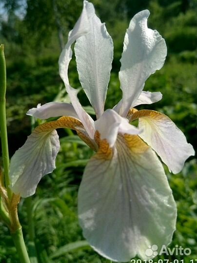 Многолетние, цветение май-июнь