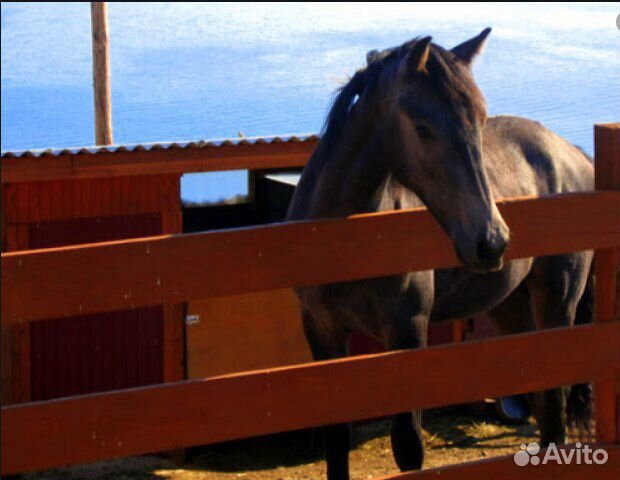 Gps маяк для лошадей заря-1