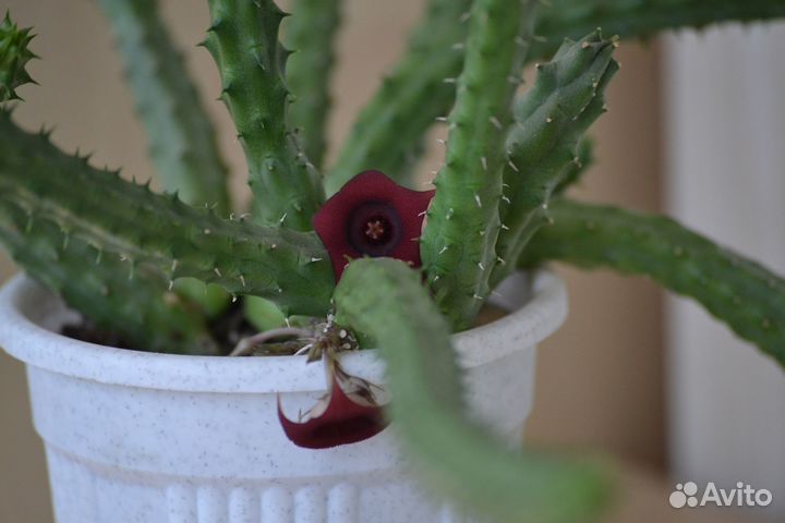 Суккуленты. Гуэрния