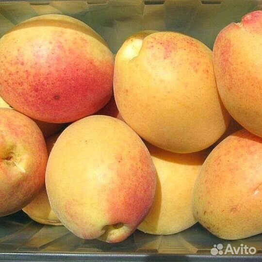 Саженцы плодовых :абрикос,персик,нектарин,алыча