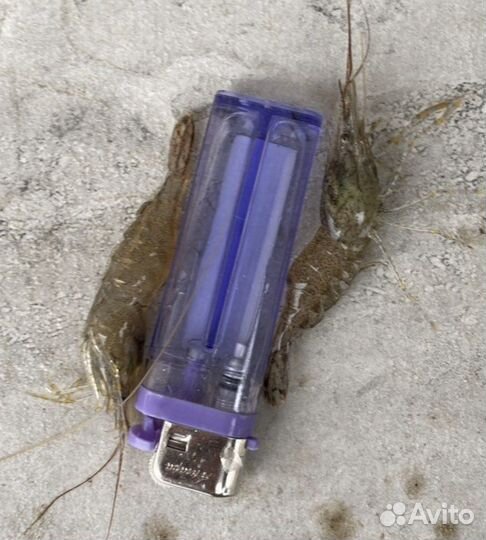 Креветки черноморские. Креветки Новороссийск