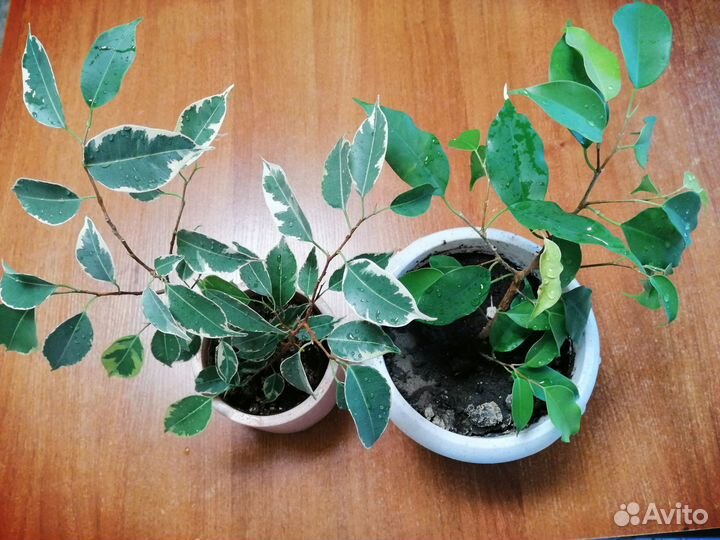 Фикус Бенжамина пестролистный